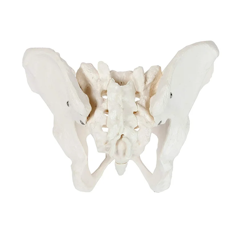 Medical Anatomy Teaching Used PVC Human Skeleton Model Male Pelvis Model