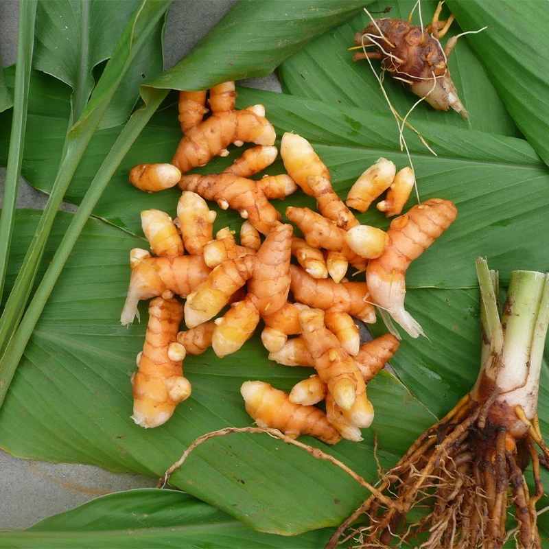 Manufacturer China AD Block Raw Single Herbs & Spices Black Turmeric Pricedried Black Tumeric Dried Parsley Cool and Dry Place