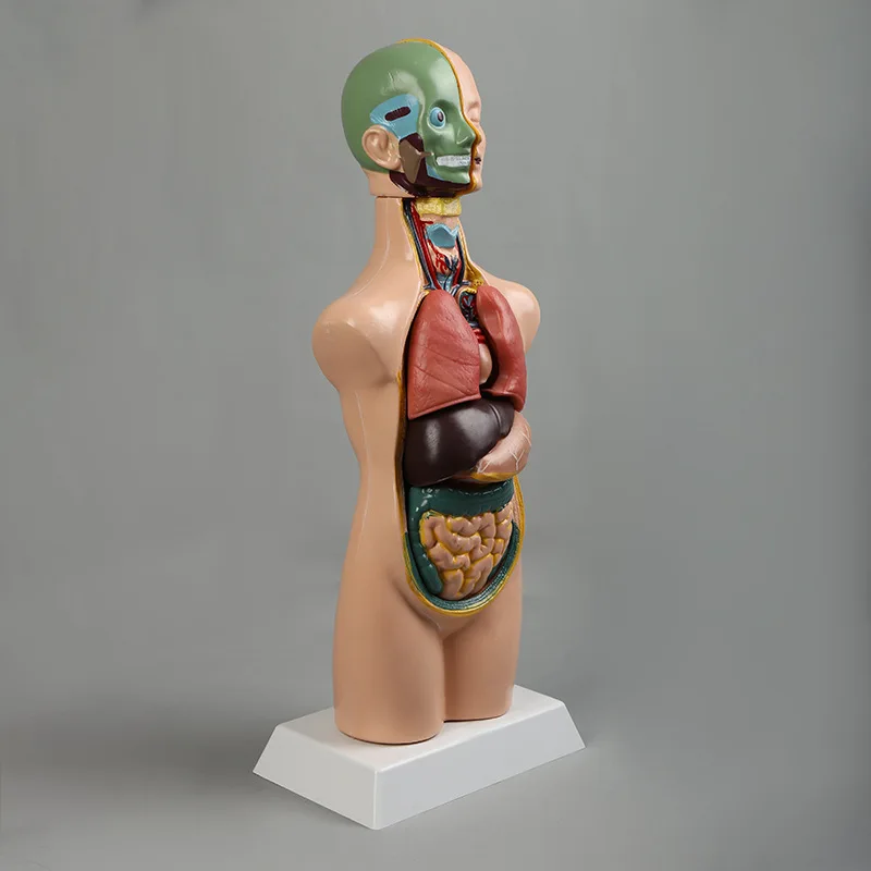 Teaching aid equipment medical teaching organs skeleton medical body anatomy human model torso