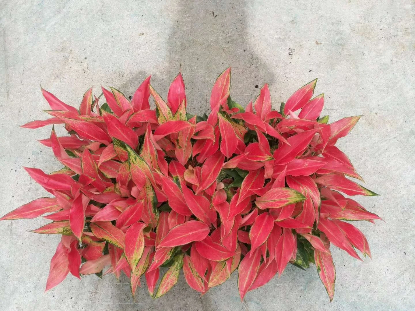 Саженцы Aglaonema для культивирования тканей саженцы китайских красных