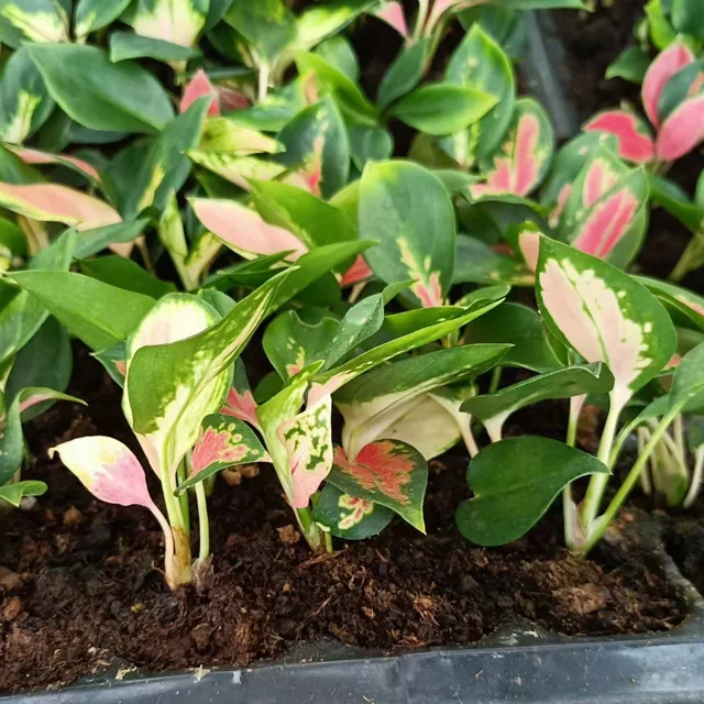 Wholesale factory plug seedlings aglaonema China Red South Korea other agricultural products artificial plant