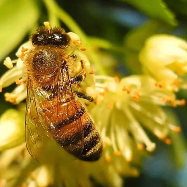 male enhancement honey Factory price 2022 new high-quality pocket Royal honey independent packaging for men Customizable logo low MOQ