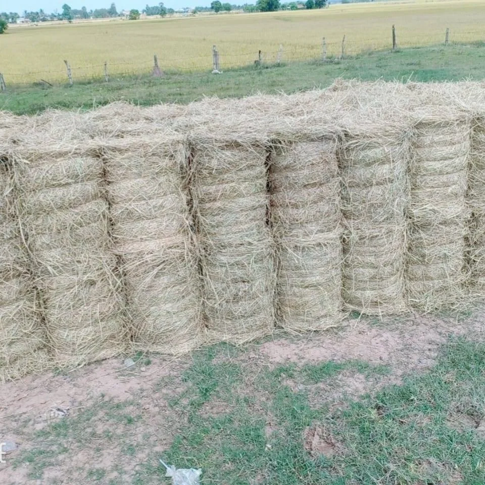 VIETNAM RICE HAY, RICE FODDER, RICE STRAW
