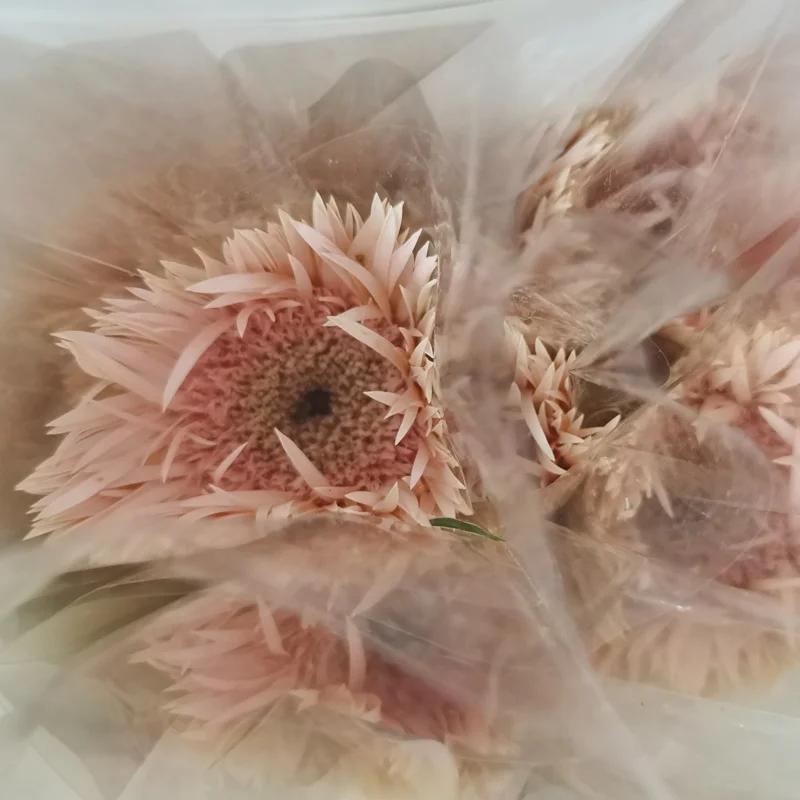 
real fresh flower high quality fresh cutting flowers pink Brushed African chrysanthemum 