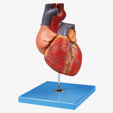 Anatomical Heart model, Adult Large Heart Model