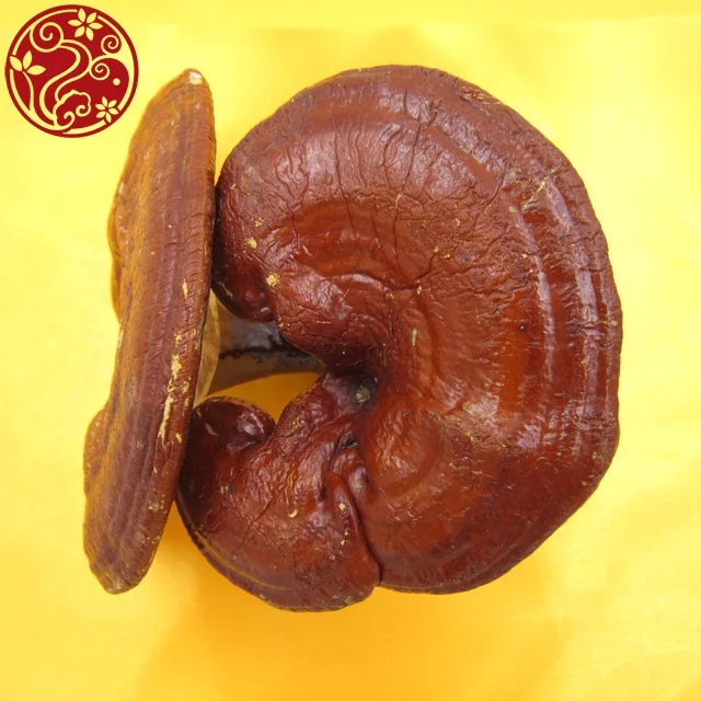
Lucid Ganoderma Ling Zhi Whole 