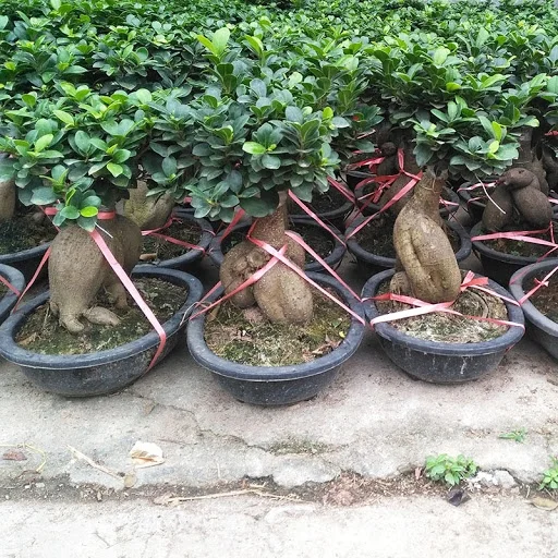 
Small Ginseng Grafted Ficus Indoor Live Houseplant - Bonsai Tree 