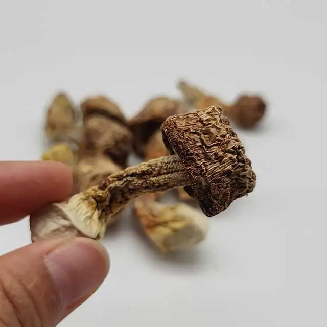 Natural Agaricus Blazei Murill  with High Quality Mushrooms