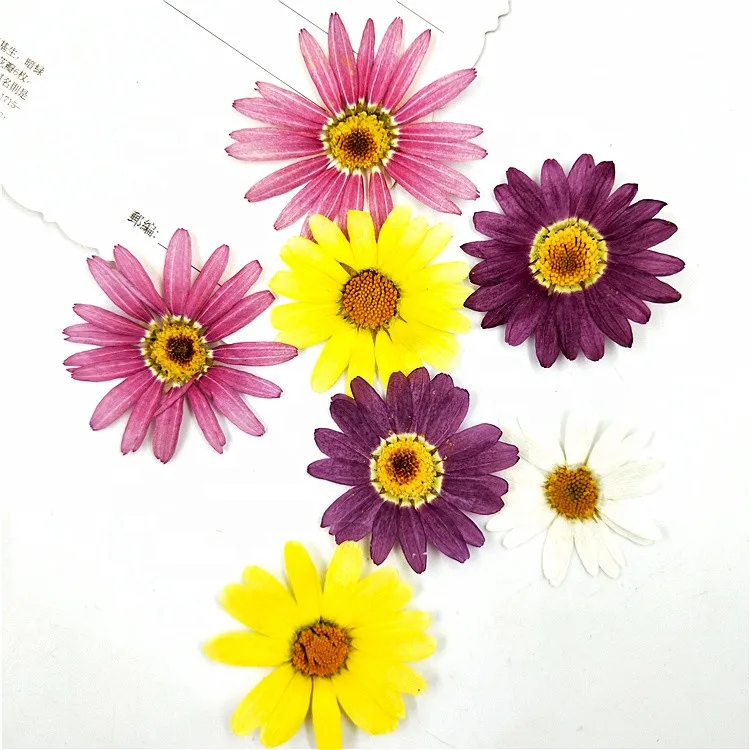 Real Dried Pressed Flower Marguerite Amaranth Color