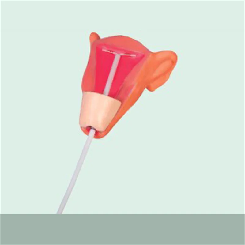 BIX-F9E Medical models observes IUD placement process IUD training model for Disease Demonstration Medical Teaching Tool
