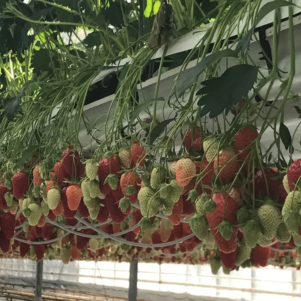 Hot Sale PVC Strawberry Gutter Greenhouse Nft Gully Hydroponic Greenhouse Growing System Tomato Growing Gutter