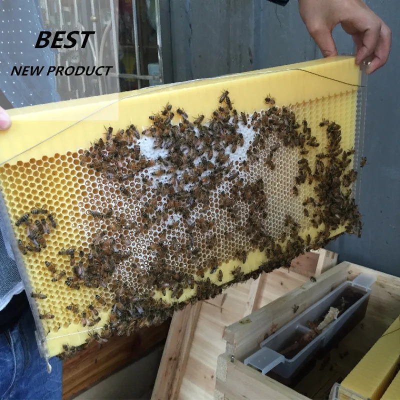 Beekeeping equipment apicultura Plastic beehive with honey outflow frames for beekeeping