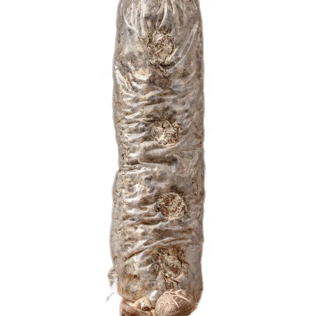 Low Price Dark Brown Solid Bulk Shiitake Mushroom Spawn Logs For Sale
