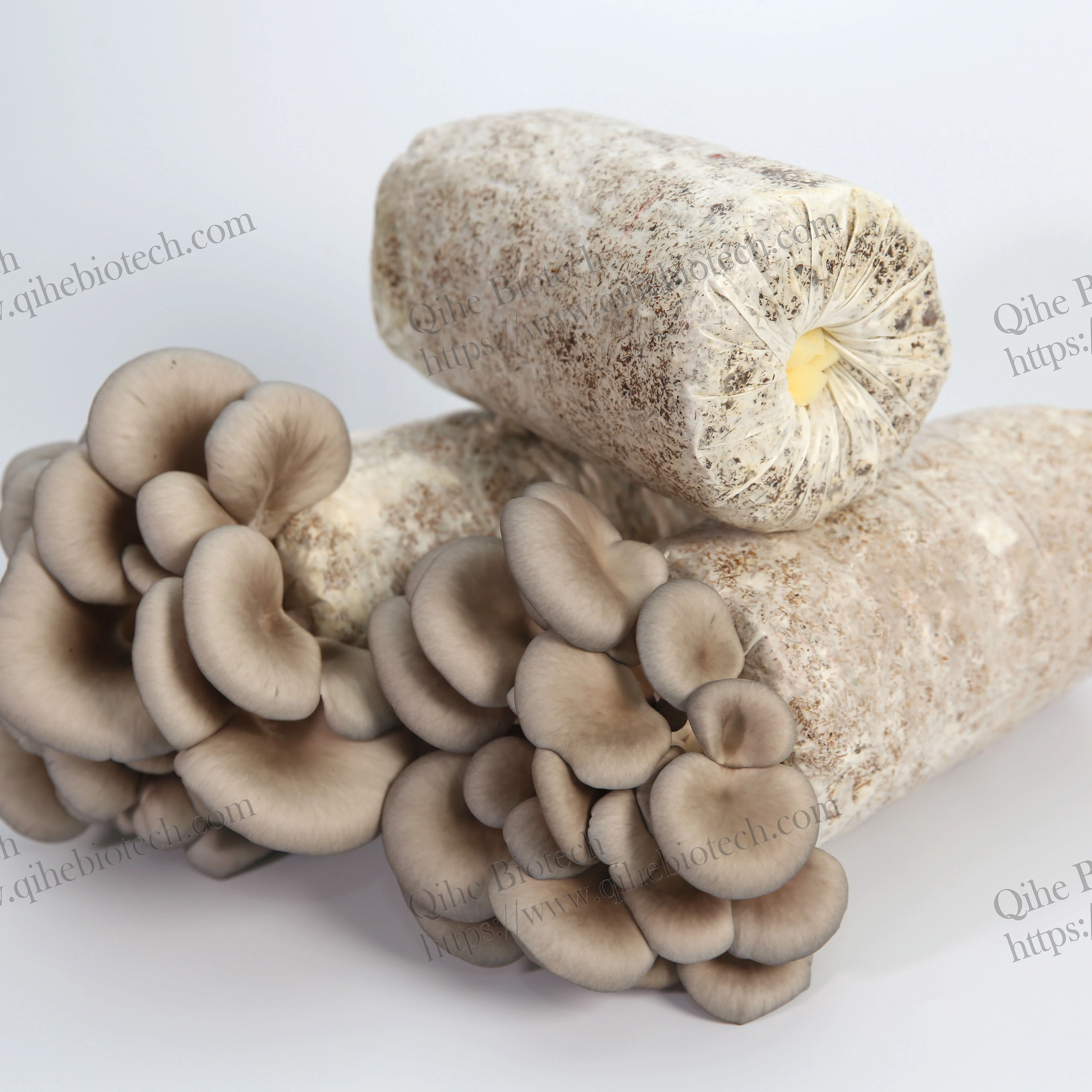 High yield Oyster Mushroom spawn substrate