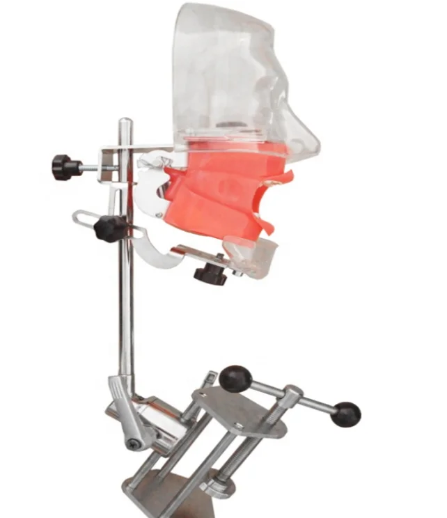 Dental head model simple dental head model simple model of dental head