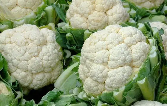 Wholesale Cauliflower Best Price High Quality Vegetables Healthy Cauliflower From Vietnamese