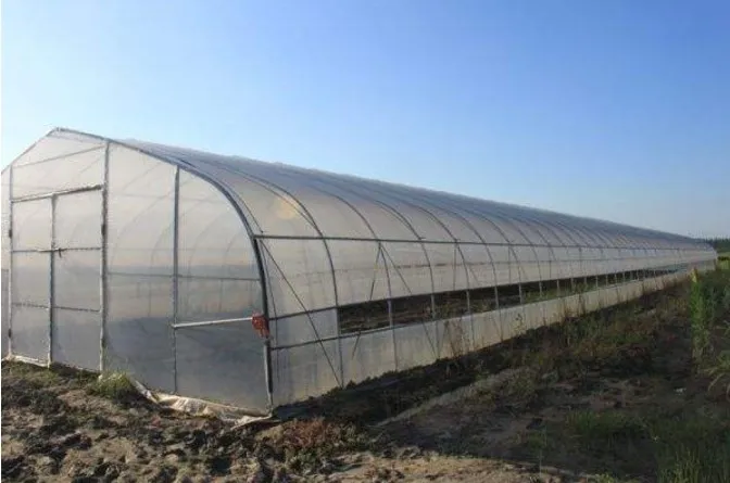 
Single Span Low Cost Tunnel PE Film Greenhouse For Flowers 