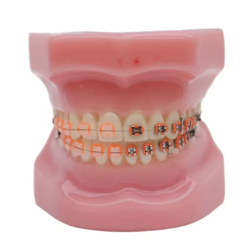 Dental typedont teeth model for preparation dental student teeth models dental factory orthodontic practice model