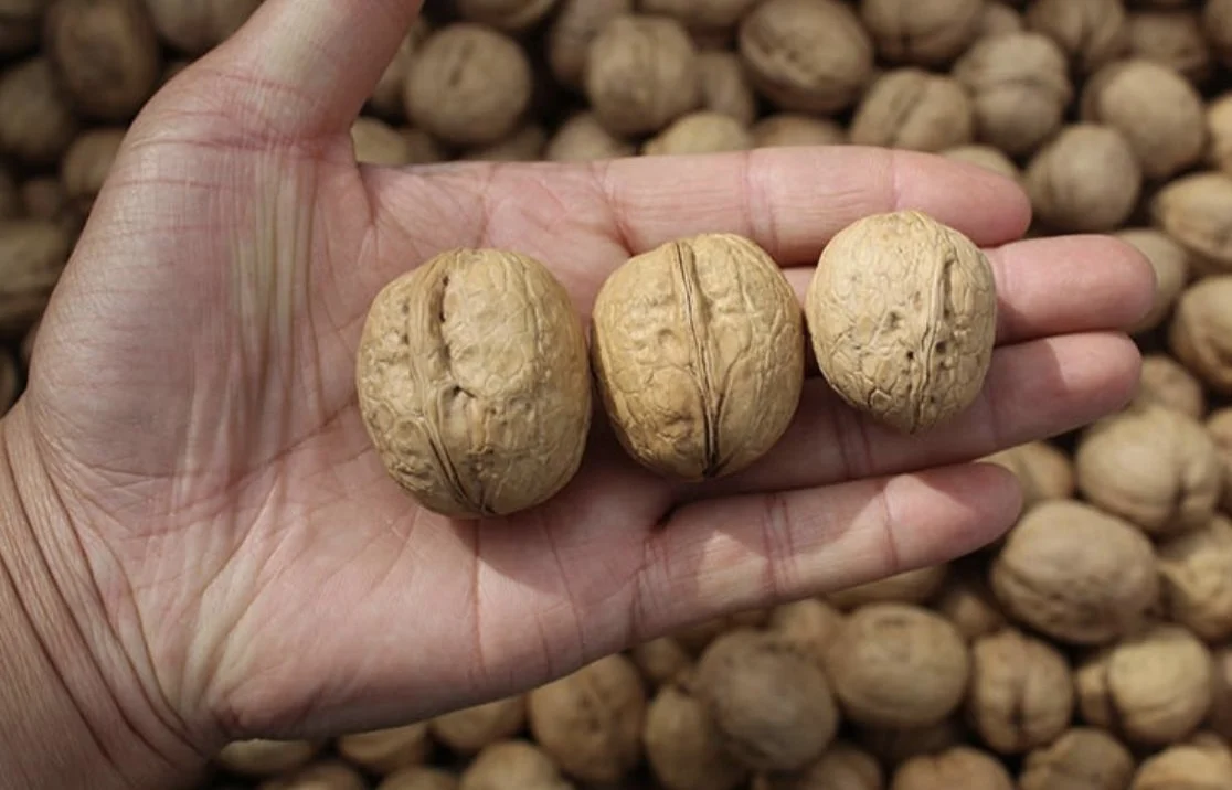 
Small fruit nut dates litchi walnut cherry plum size sorting machine 