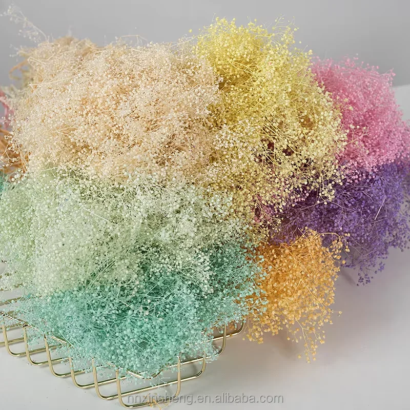 Babysbreath Bouquet Arrangement Gypsophila Phantasy Star Babysbreath Dry Million Stars Gypsophila Preserved Million Star