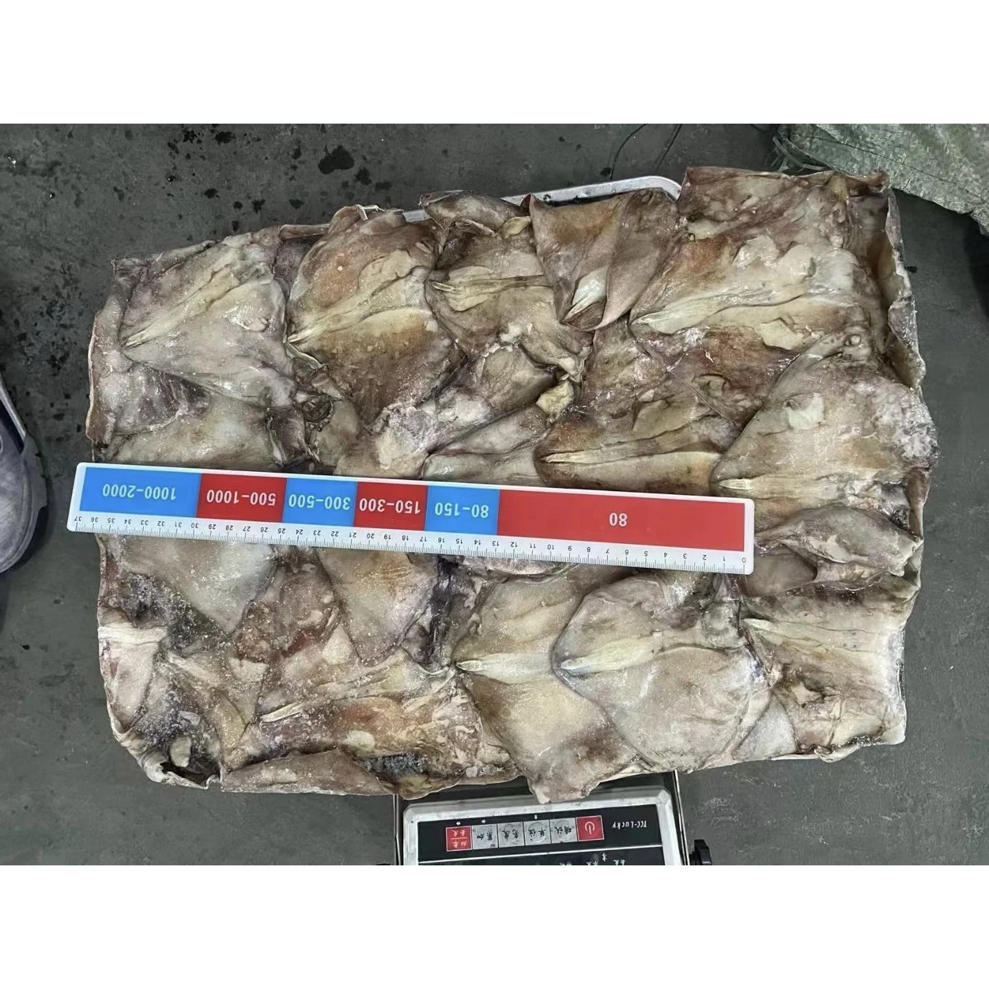 High Quality 300-500g Frozen Giant Squid Ear Squid Wing