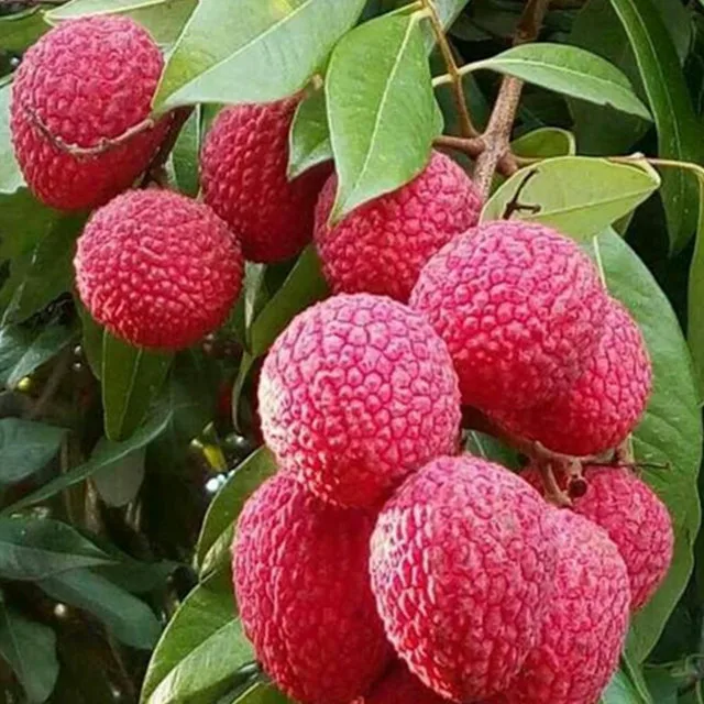 Very popular of fresh Hainan seedless litchi and seedless lychee