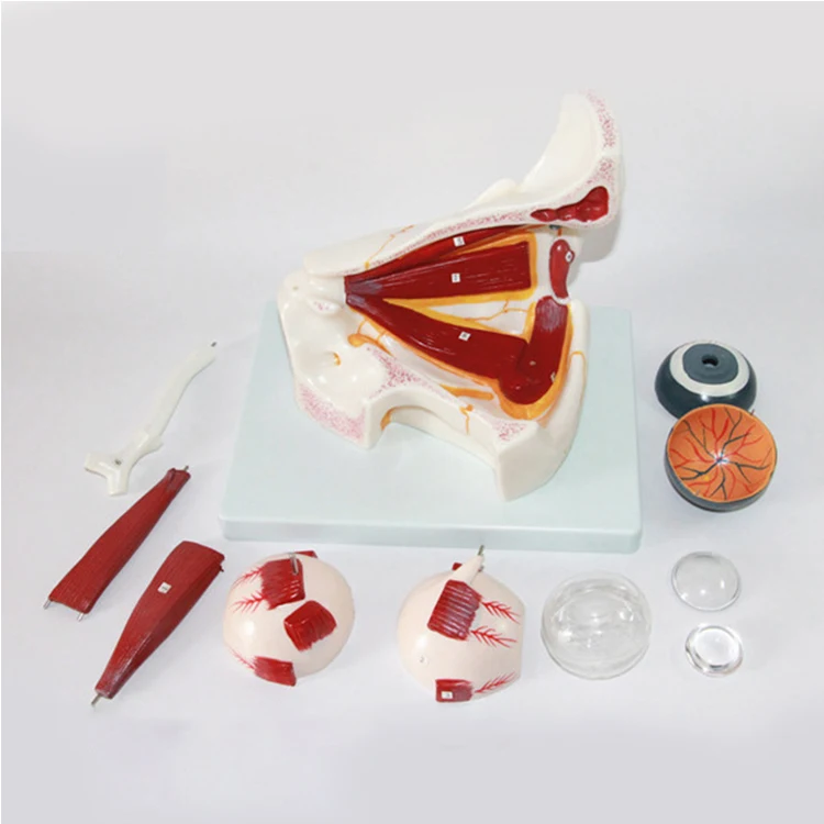Human Removable Teaching Medical Science Eye Orbital Vascular Nerve Eyelid Model