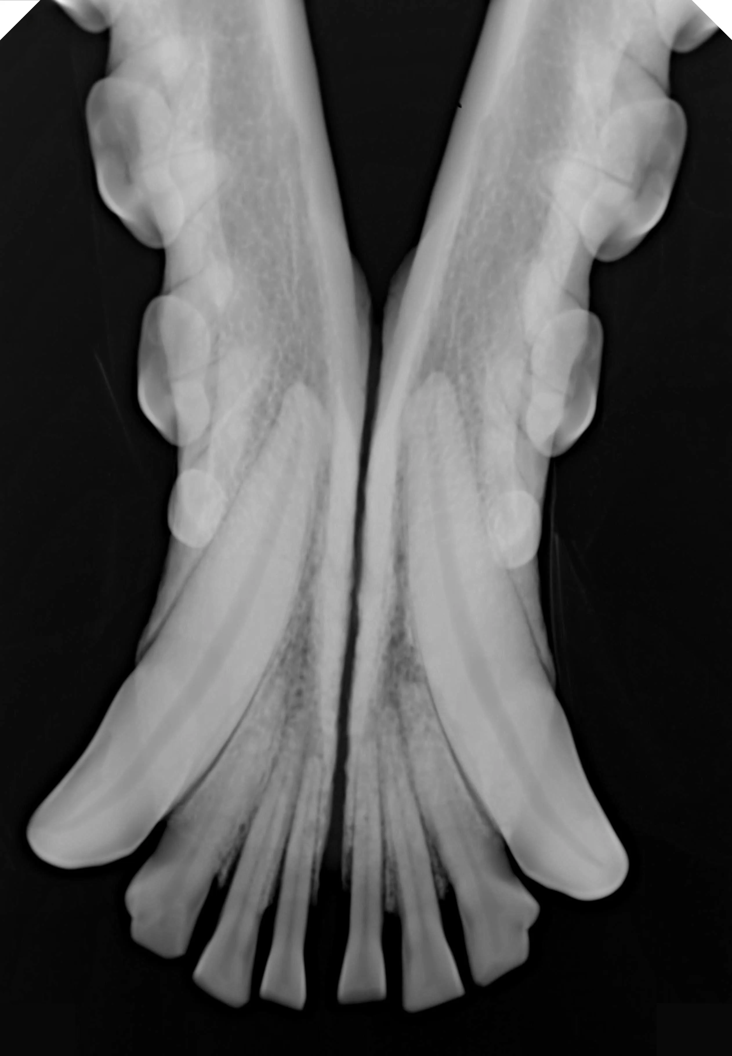 CE Approved Original HANDY Size 4 Dental X-Ray Sensor Large Size Veterinary Sensor for Medium and Large Dogs