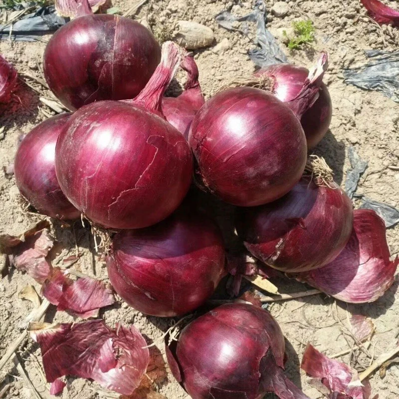 High Quality Fried Onion - Best Price Agricultural From china supplier