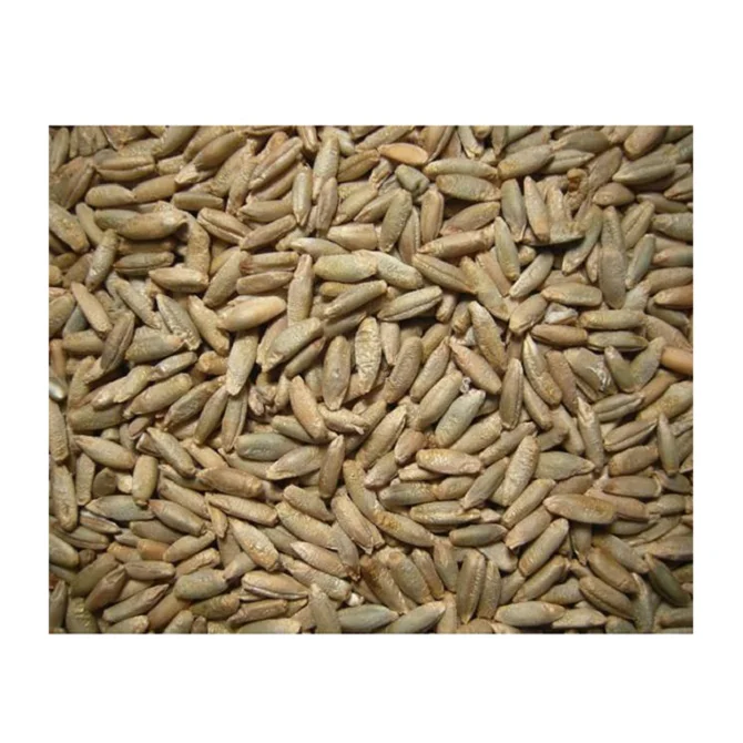 
Ukraine Fresh high quality whole organic rye grains shell 10kg 