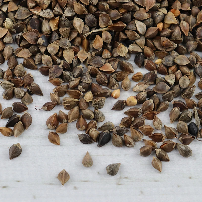 Безглютеновый органический черный клетчатый гречневый чай по цене оптом жареный гречневый чай оптом