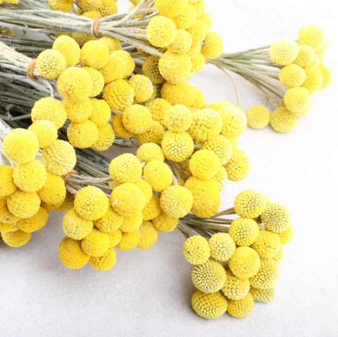 Лидер продаж сушеный цветок сохраненные пуговицы Билли букет цветов красного дерева для украшения