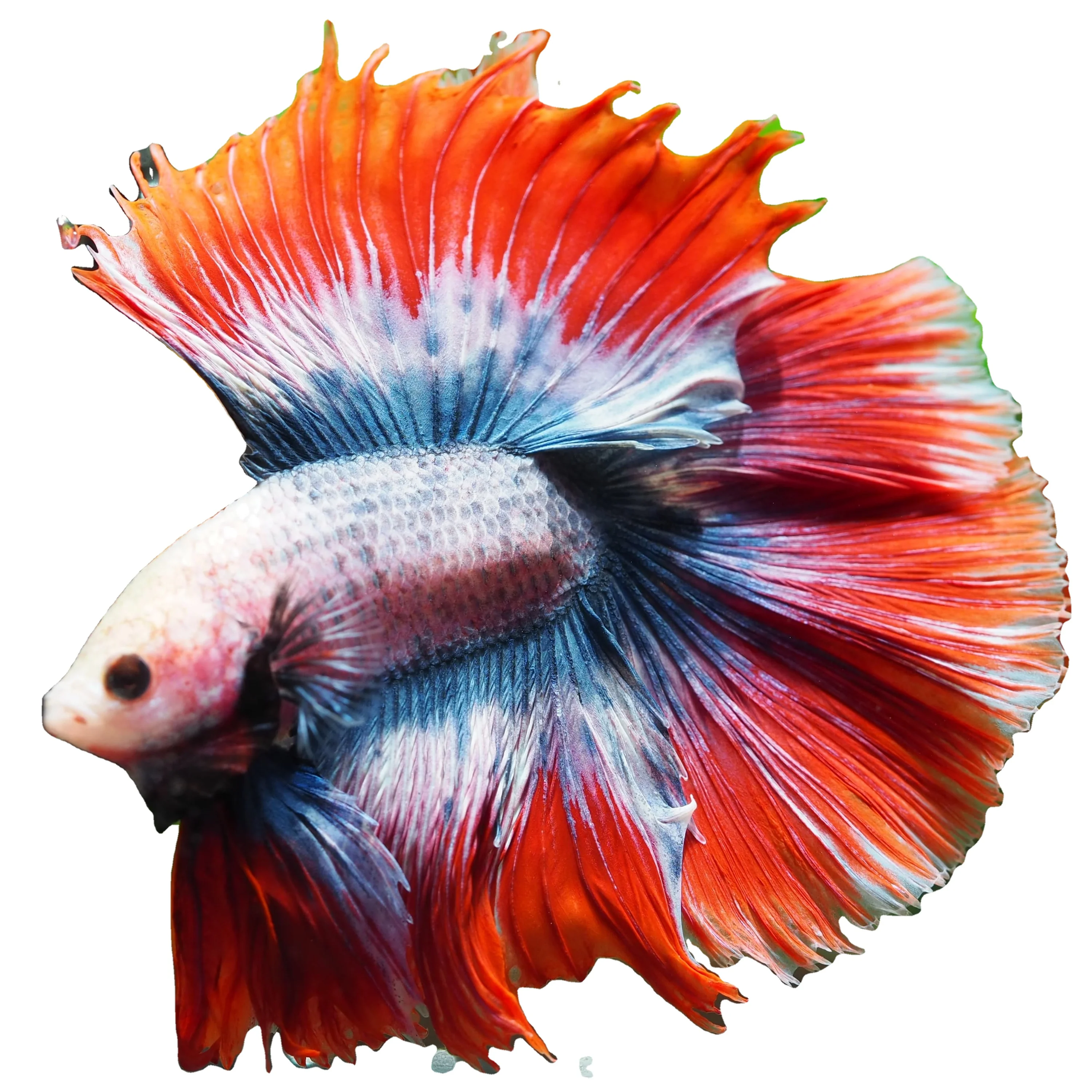 
HALFMOON THAILAND - Multicolor Thailand Betta Fish Premium Quality Plakat Siamese Fighting Fish Ornamental Aquariums 