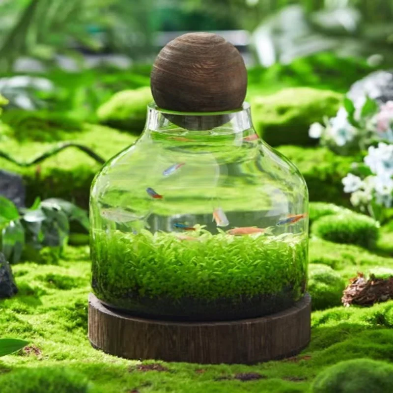 Terrarium Jars Wholesale Glass Material Clear Geometric Indoor Plant Glass Terrarium Bottle Biodome Rainfore Terrarium Jar