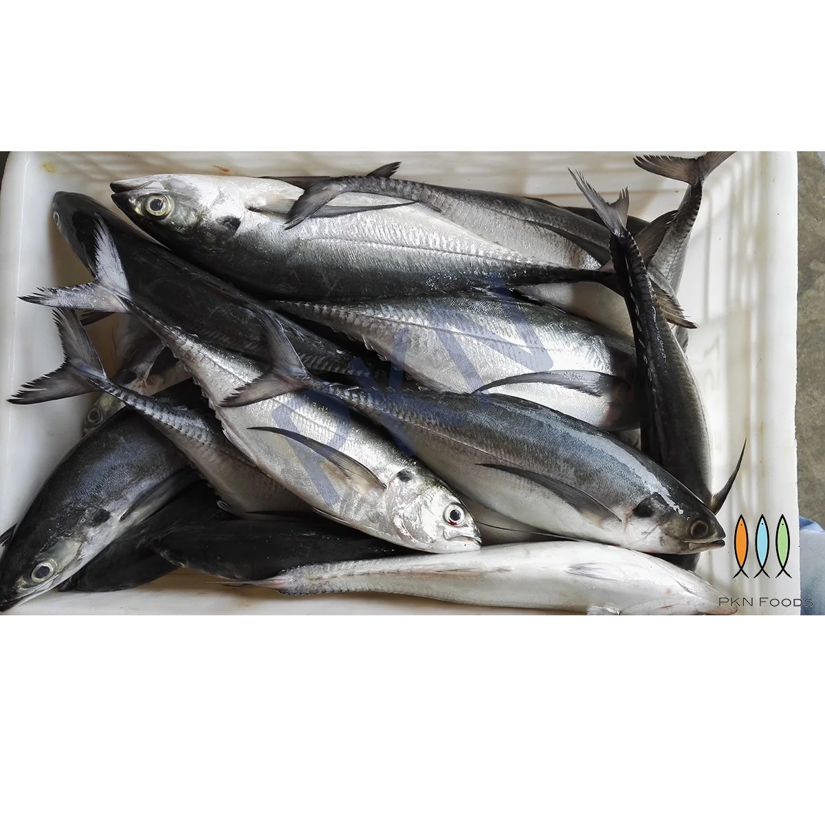 WHOLE BODY Box NATURE IQF BLOCK Megalaspis Cordyla Horse Mackerel From Viet Nam