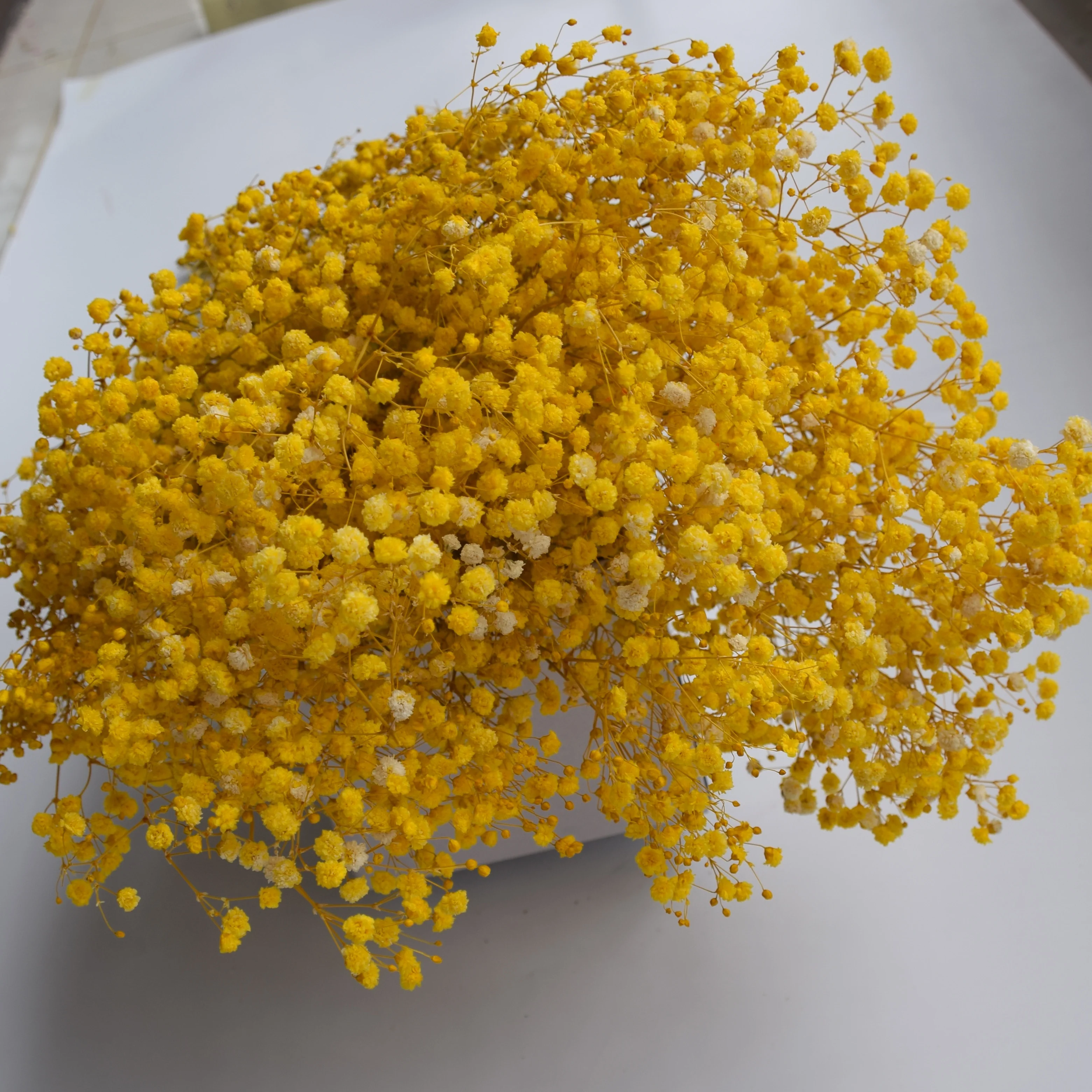 Cheap wholesale stabilized gypsophila preserved babysbreath star flower from China