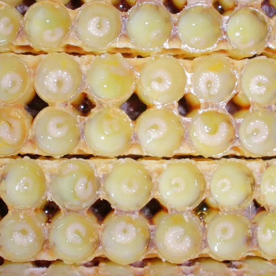 10-HDA 1.8% Fresh Royal jelly Organic Natural Bee Products from Beestar Good for Our Health