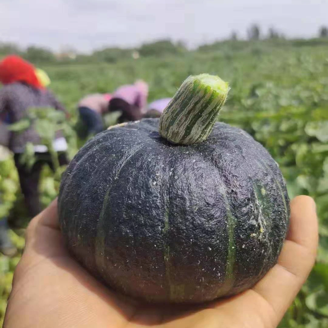 New product fresh vegetable sweet baby food 100% natural new picked green mini Beibei pumpkin