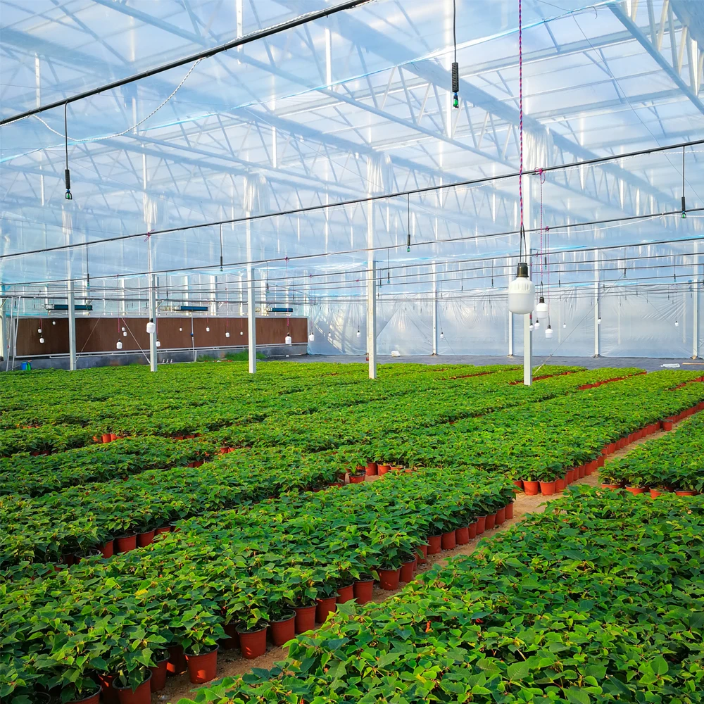 
Agricultural Vegetable Intelligent Glass Greenhouse with Hydroponics System Price 