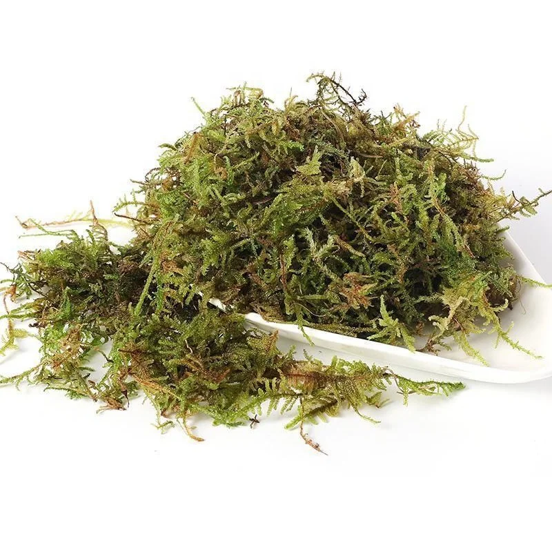 Custom Packaging Natural Dry Moss Butterfly Orchid Dendrobium Seedlings Plant Nutrient Soil Sphagnum Moss Turtle Hibernation Mat