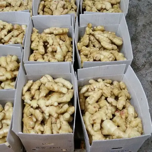 Organic ginger planting seasoned ginger  air-dried ginger
