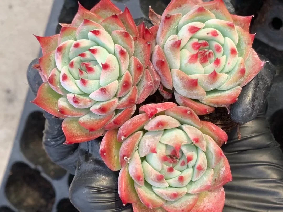 Wholesale indoor home decorative live plant succulent