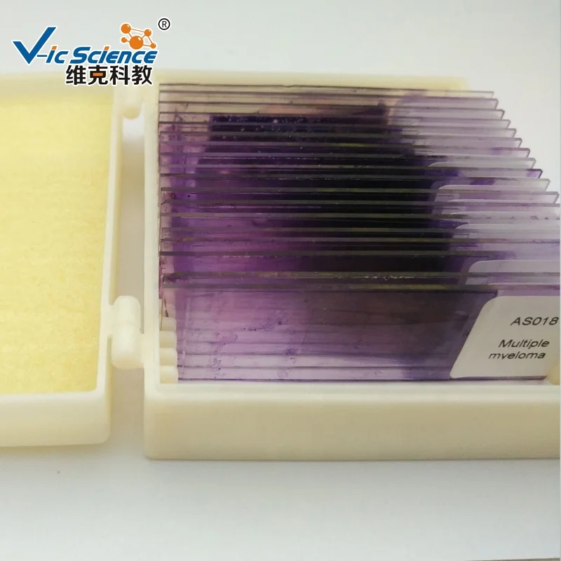 hematology slides blood prepared slide set blood hematology microscope prepared slides