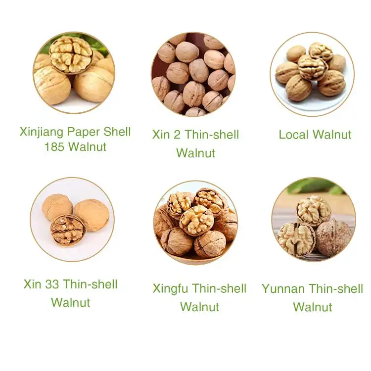 Factory price wholesale /Chinese dried fruit Xinjiang 185 walnuts xinjiang walnuts