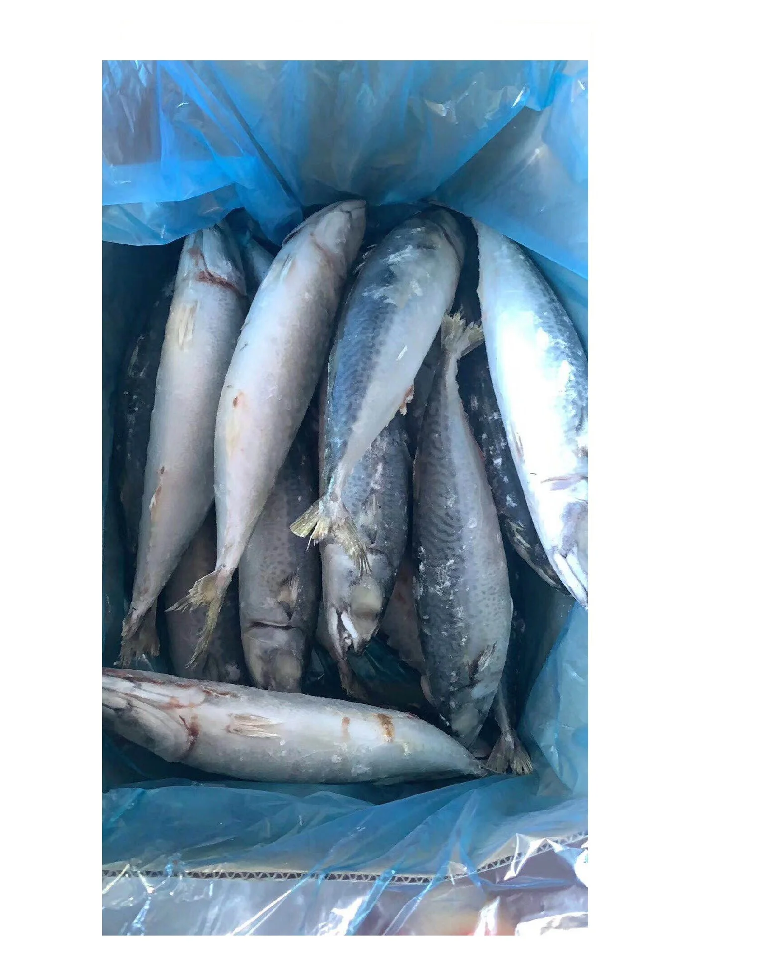 Pacific Mackerel Seafood fish fresh frozen  8/10pcs  Philippines cheap