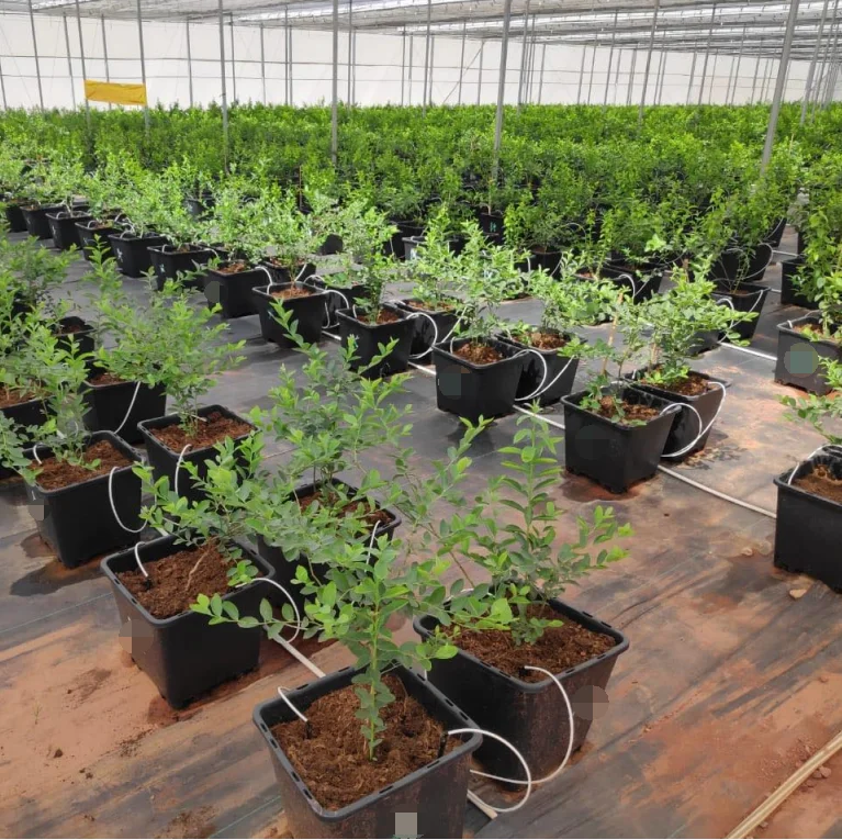 Wholesale Nursery Pots Dehuan Blueberry Pots 5 7 8 10 15 Gallon Plastic Grow Pots For Tree