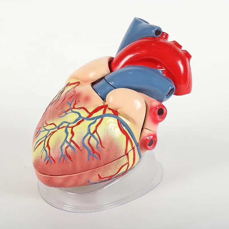 Biomedical teaching tool of mold organ simulation model