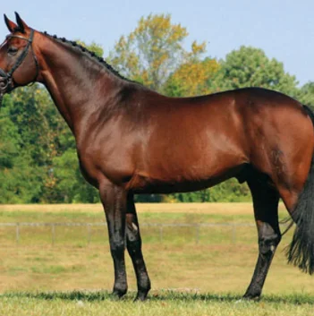 Заводская поставка, сиденья для лошадей, Синтетический Чехол, кожаные сиденья для лошадей, продажа silla de montar