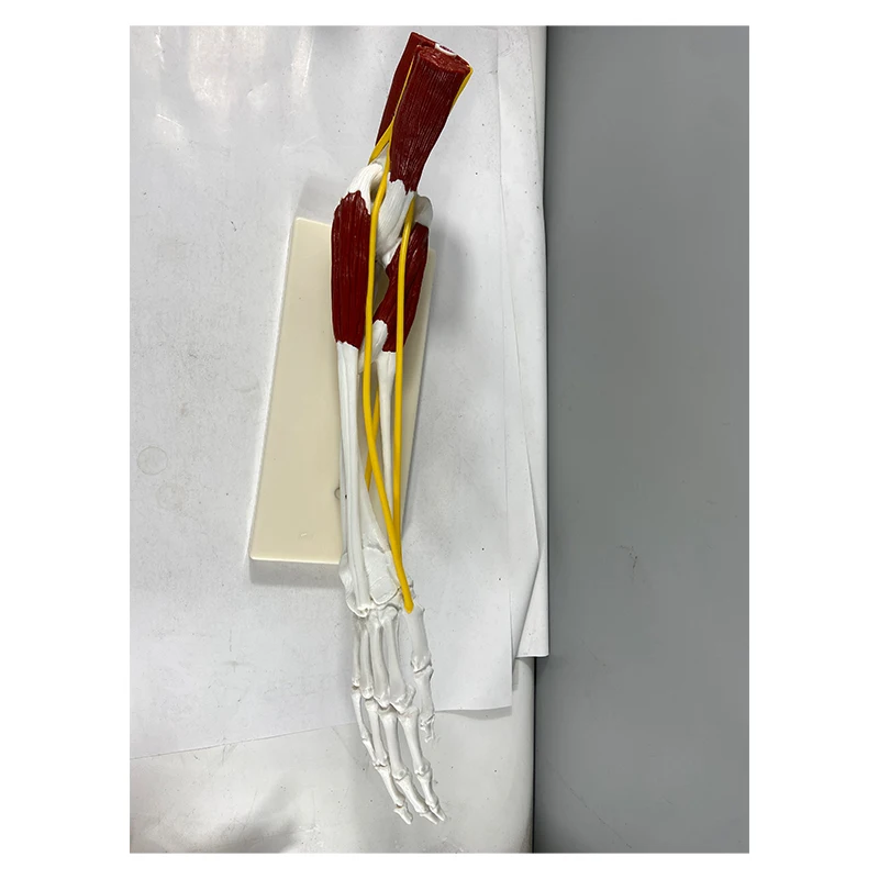 Human Skeletal Anatomy Model Hand Joint Ligament Muscle Model
