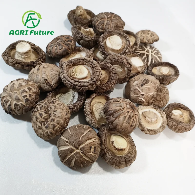 Продажа сушеных грибов shiitake